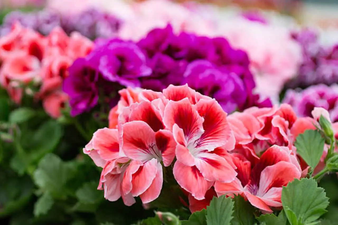 Non togliere i gerani adesso: ecco il momento esatto per non farli morire durante l’inverno