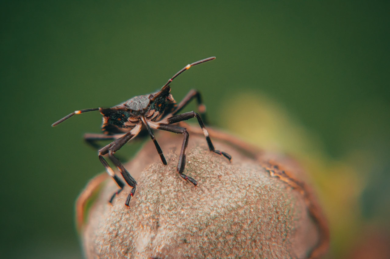 Allarme insetti in casa? Ecco i metodi di disinfestazione efficaci e come scegliere il migliore