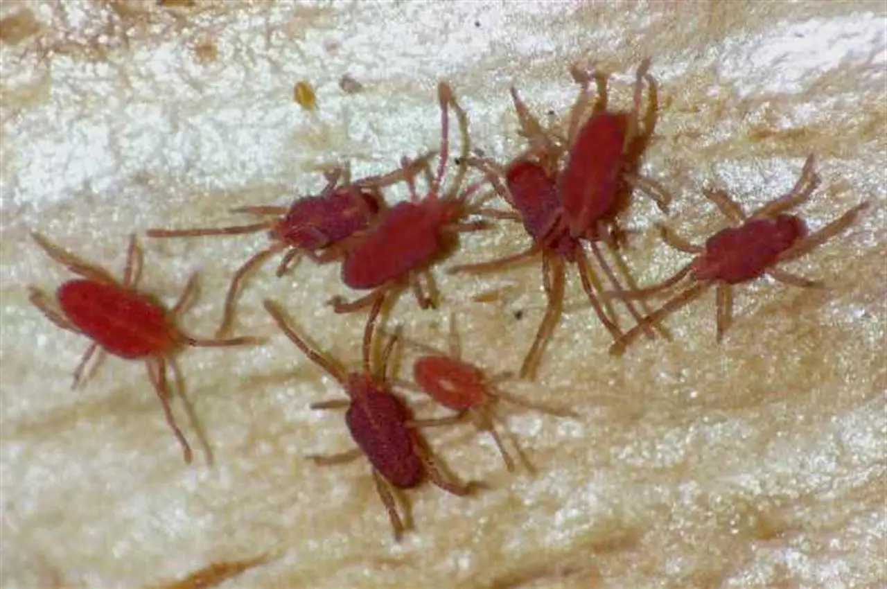 Non crederai alle dimensioni di questo parassita: ecco il mostro che infesta gli animali