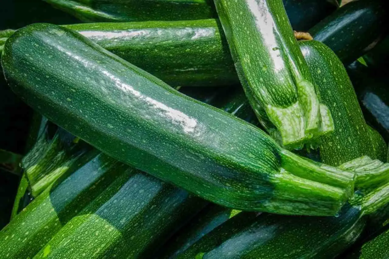 Le tue zucchine crescono deboli o si ammalano? Ecco il trucco naturale per rinforzarle subito