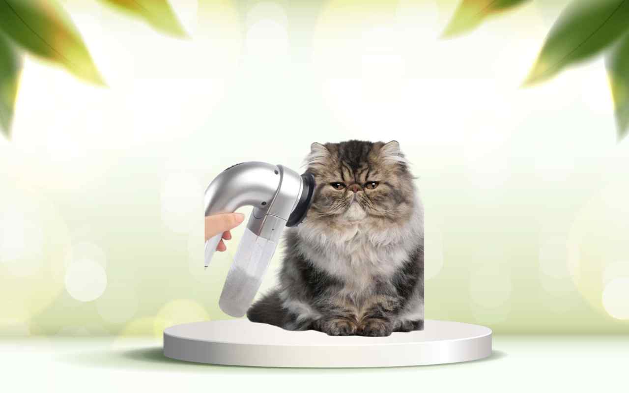 Scopri SpazzolAmica: elimina i peli degli animali e mantieni la casa pulita